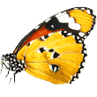 https://belek.antalyapetotel.com/wp-content/uploads/2019/08/butterfly.png